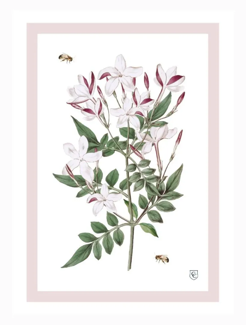 Towels*Zjoosh CC Botanical Tea Towel Jasmine