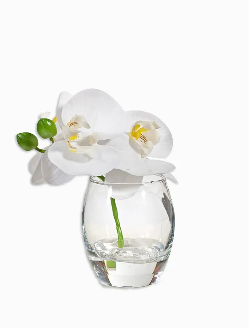 Flowers*3rd Party Other Orchid Phalaenopsis in Vase 11cmh White
