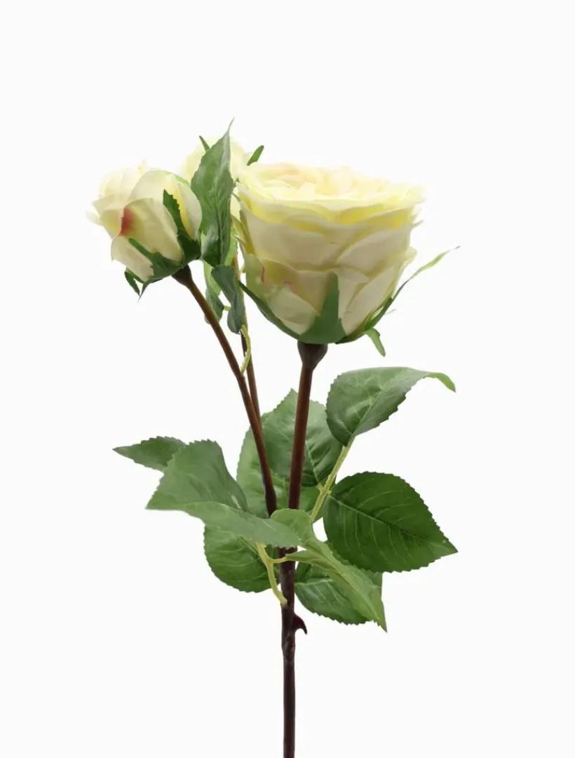 Flowers*Zjoosh Rose Stem 58cm Ivory