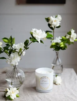 Scented Candles|Zjoosh Candle Collection*Zjoosh Candle Odette Night Gardenia